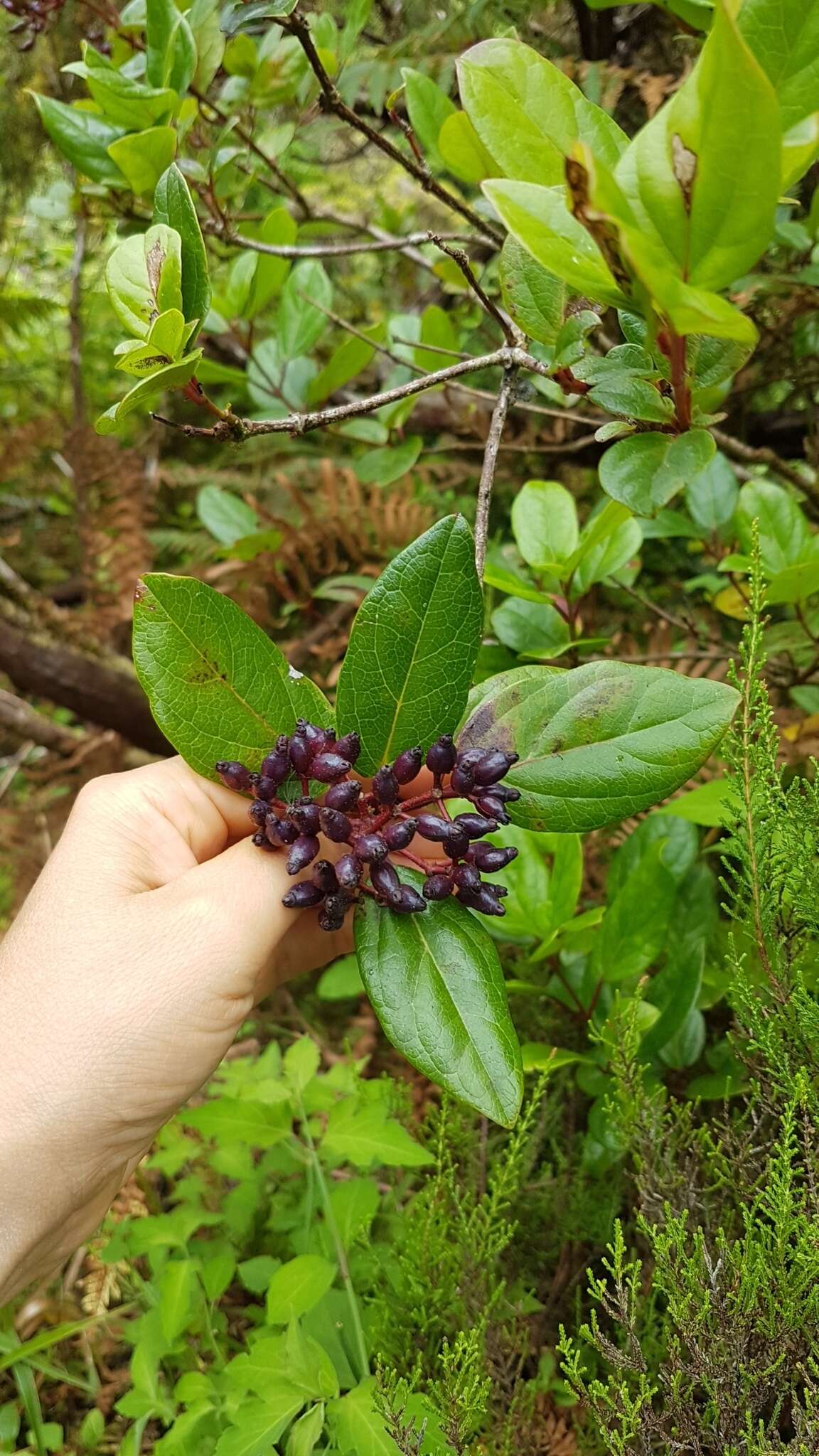 Image of Viburnum treleasei Gand.