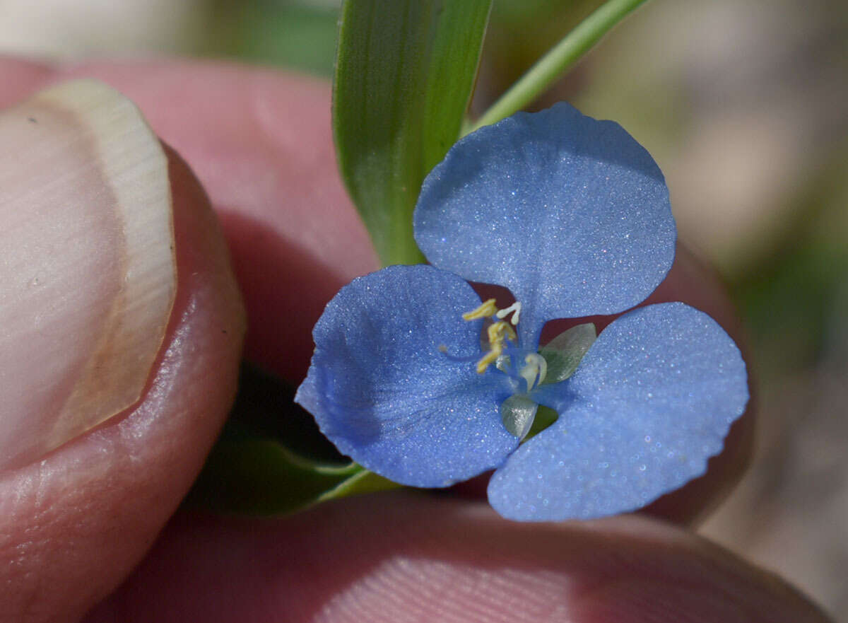 Commelina lanceolata R. Br.的圖片