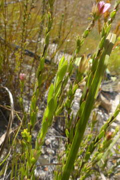 Image of Acmadenia latifolia I. Williams