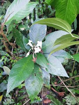 Image of Ruellia proxima Lindau