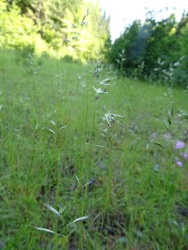 Imagem de Danthonia spicata (L.) Roem. & Schult.