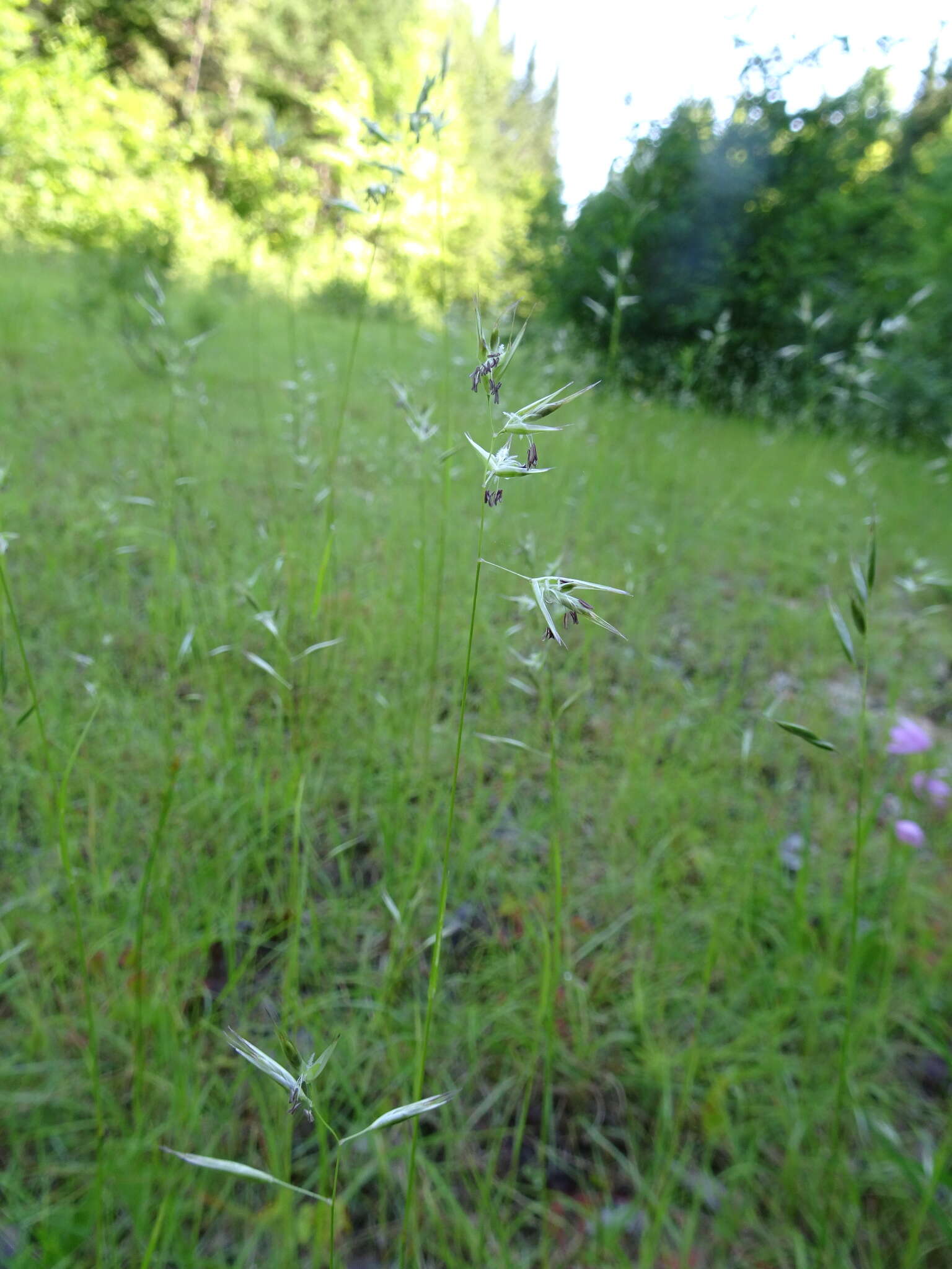 Image of poverty oatgrass