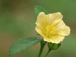 Imagem de Sida rhombifolia L.