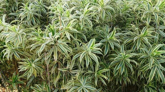 Image of Dracaena reflexa Lam.