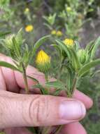 Image of lemonyellow false goldenaster