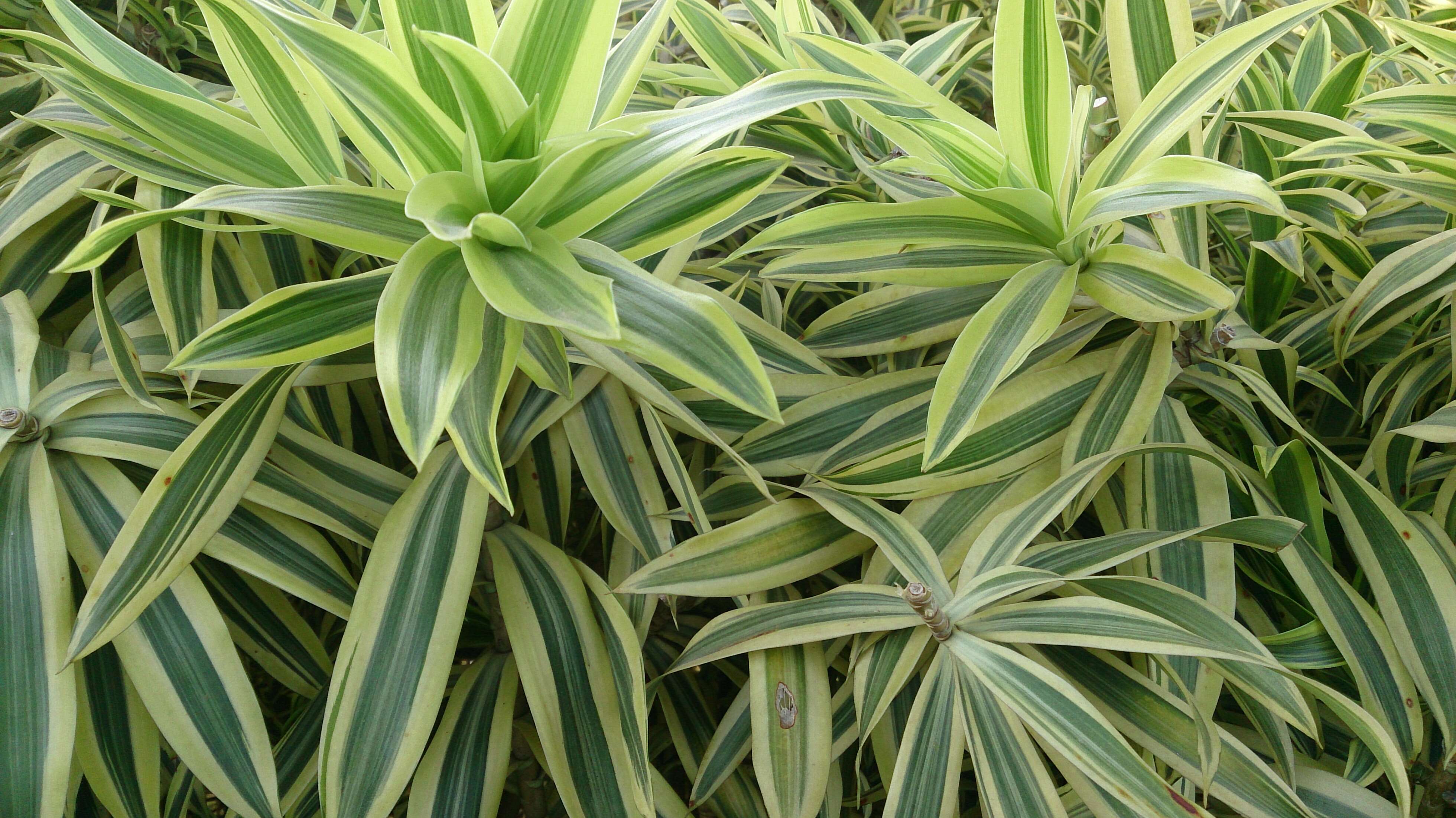 Image of Dracaena reflexa Lam.