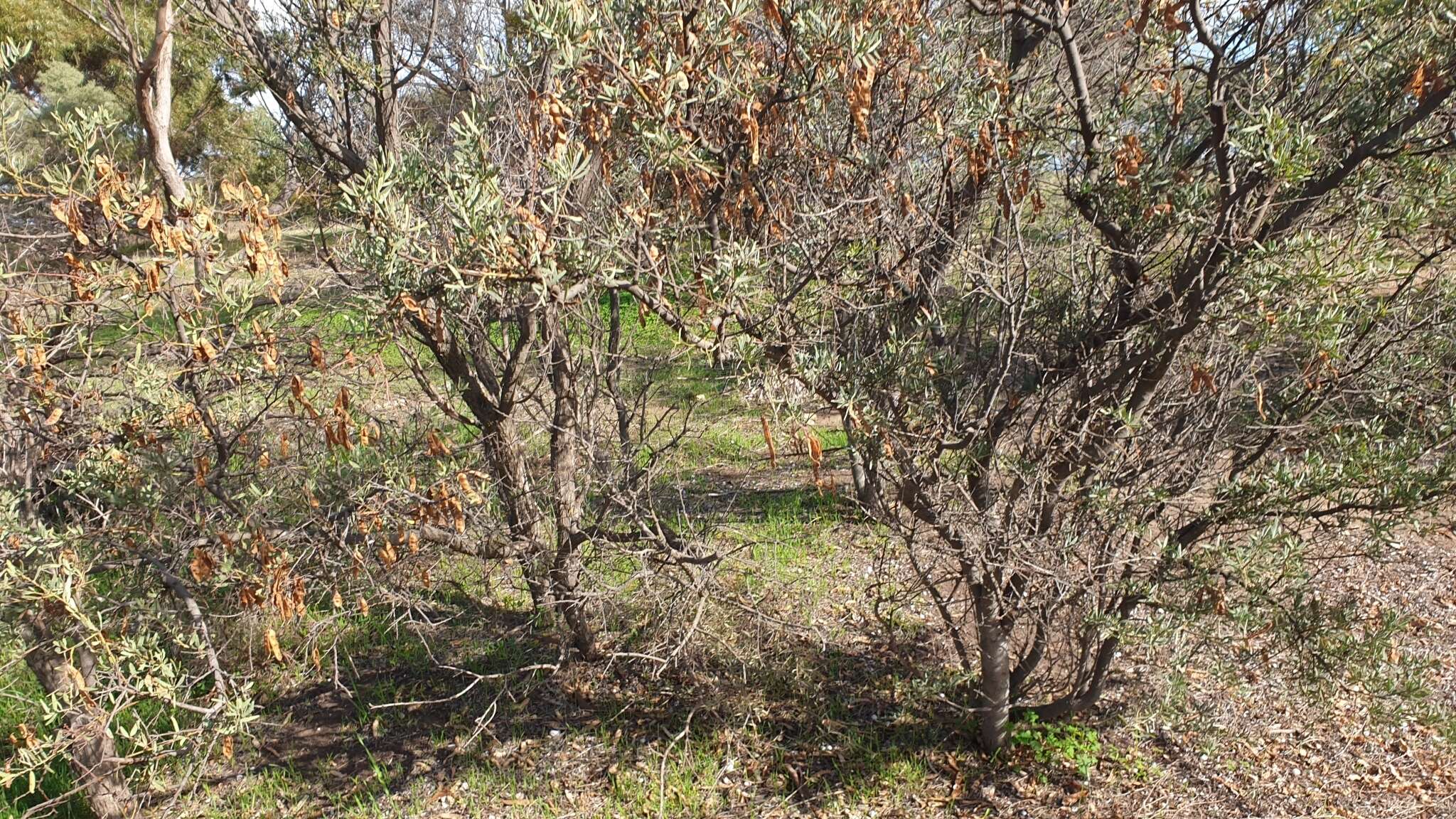 Image of bramble acacia