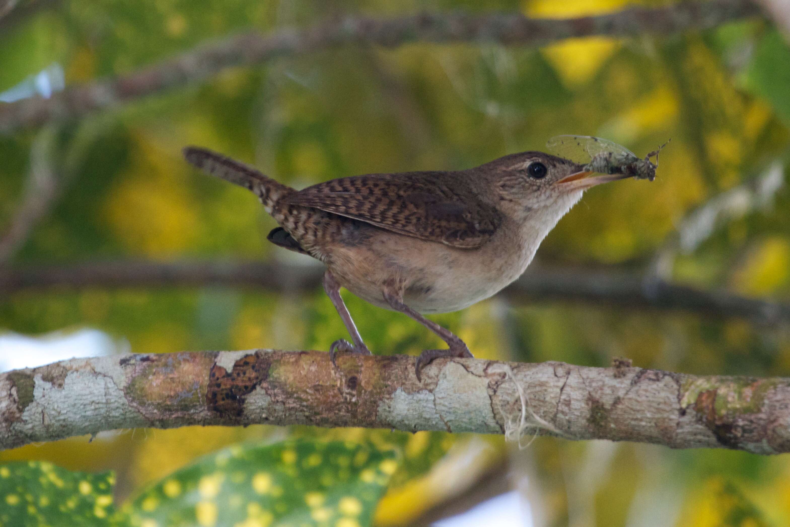 Image of House Wren