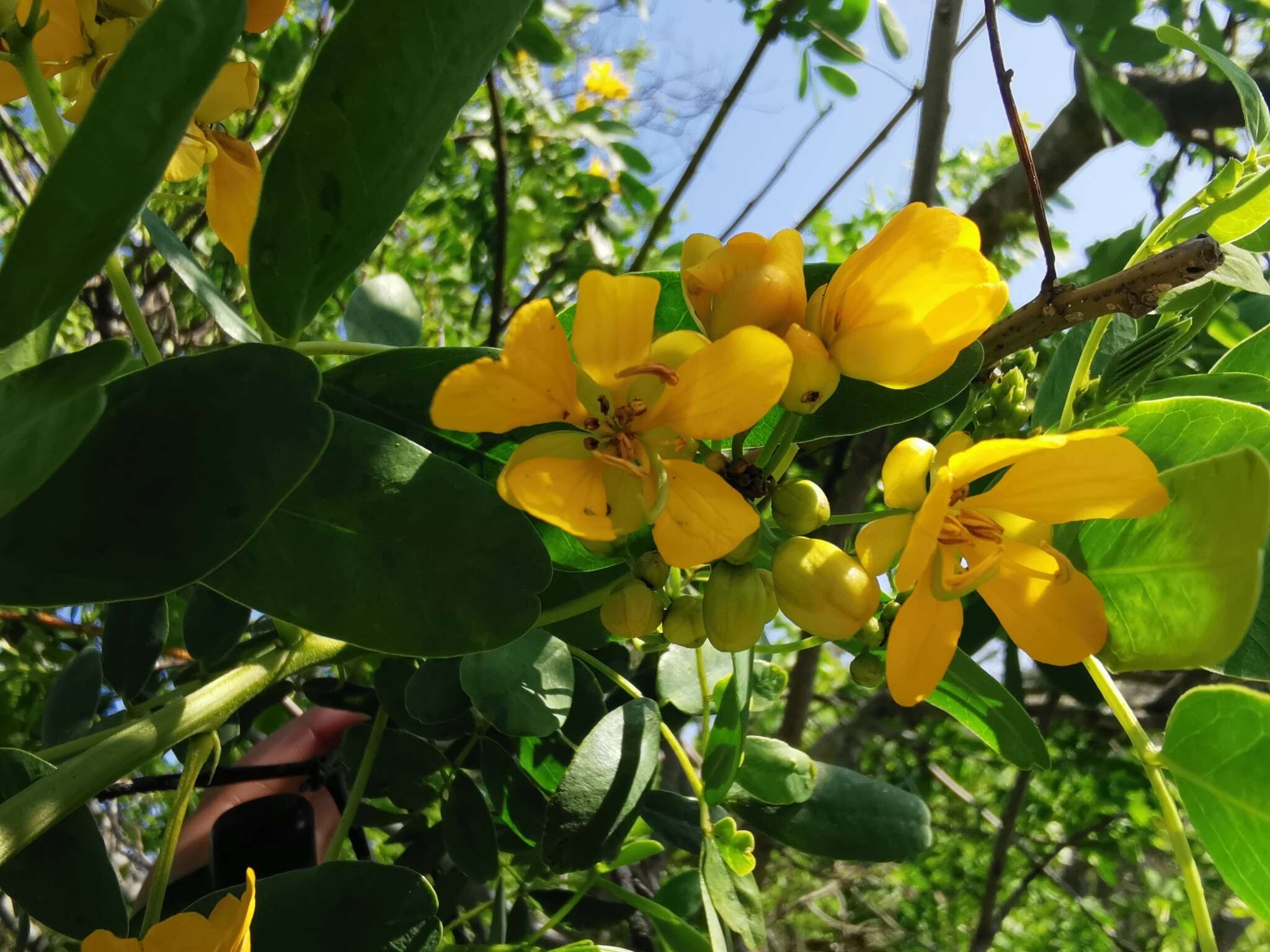 Слика од Senna candolleana (Vogel) H. S. Irwin & Barneby