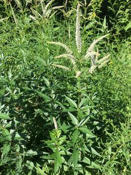 Image de Veronicastrum virginicum (L.) Farw.