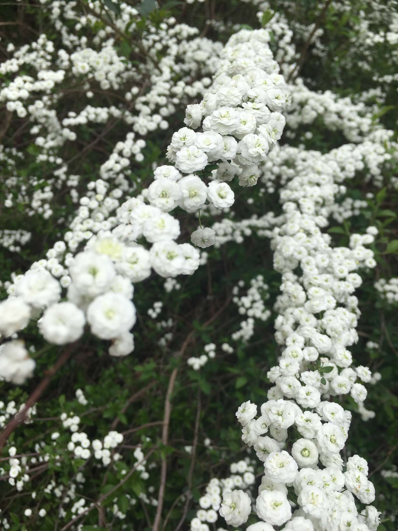 Image of bridalwreath spirea