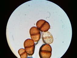 Image of Puccinia orbicula Peck & Clinton 1878