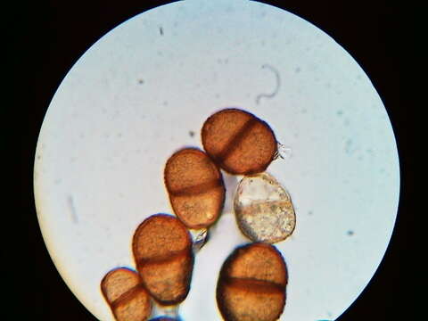 Imagem de Puccinia orbicula Peck & Clinton 1878