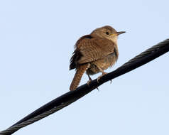 Image of House Wren