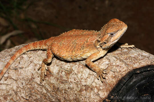 Image of Kimberley Bearded Dragon