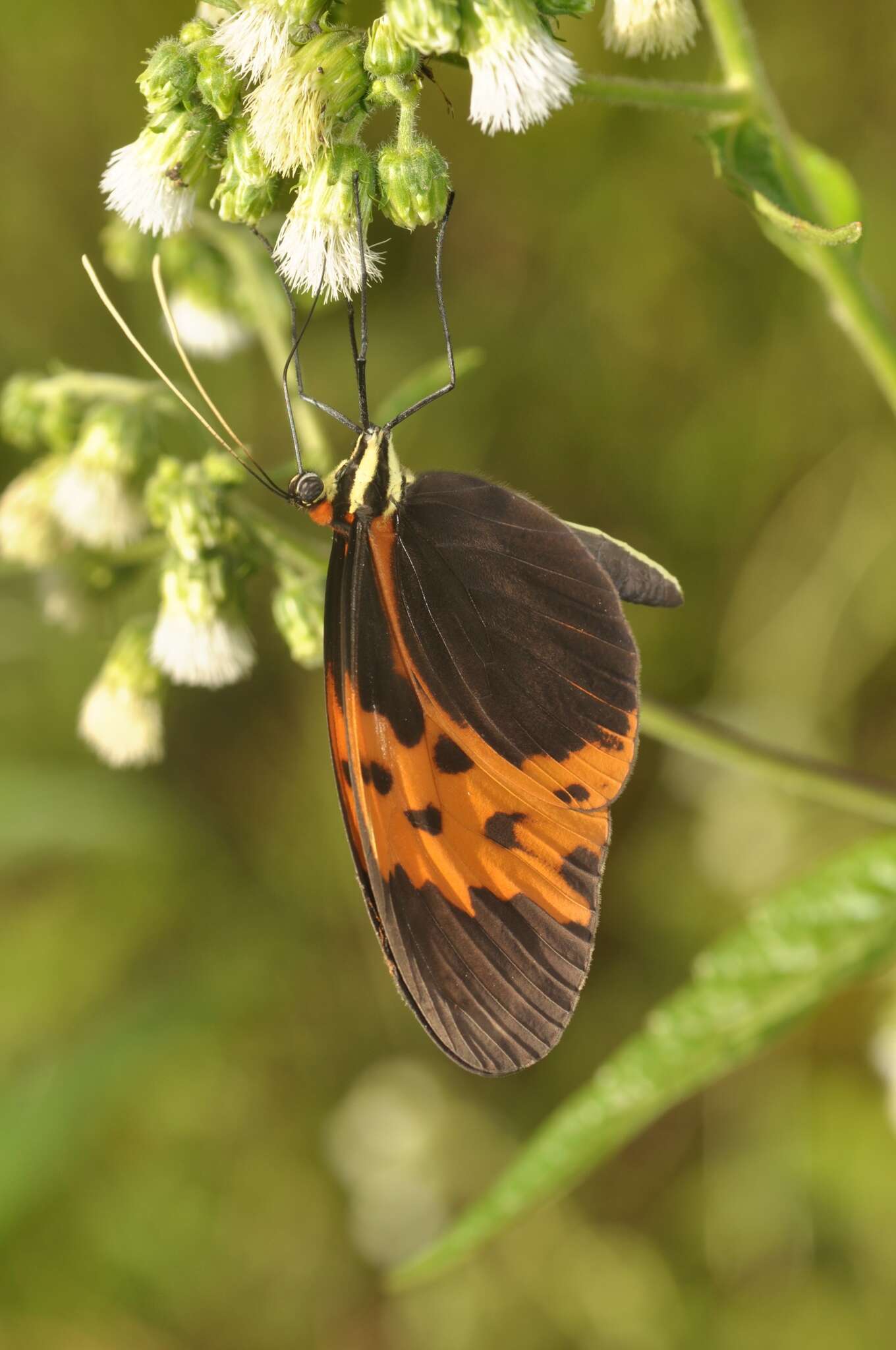 Image of Melinaea marsaeus mothone Hewitson 1860