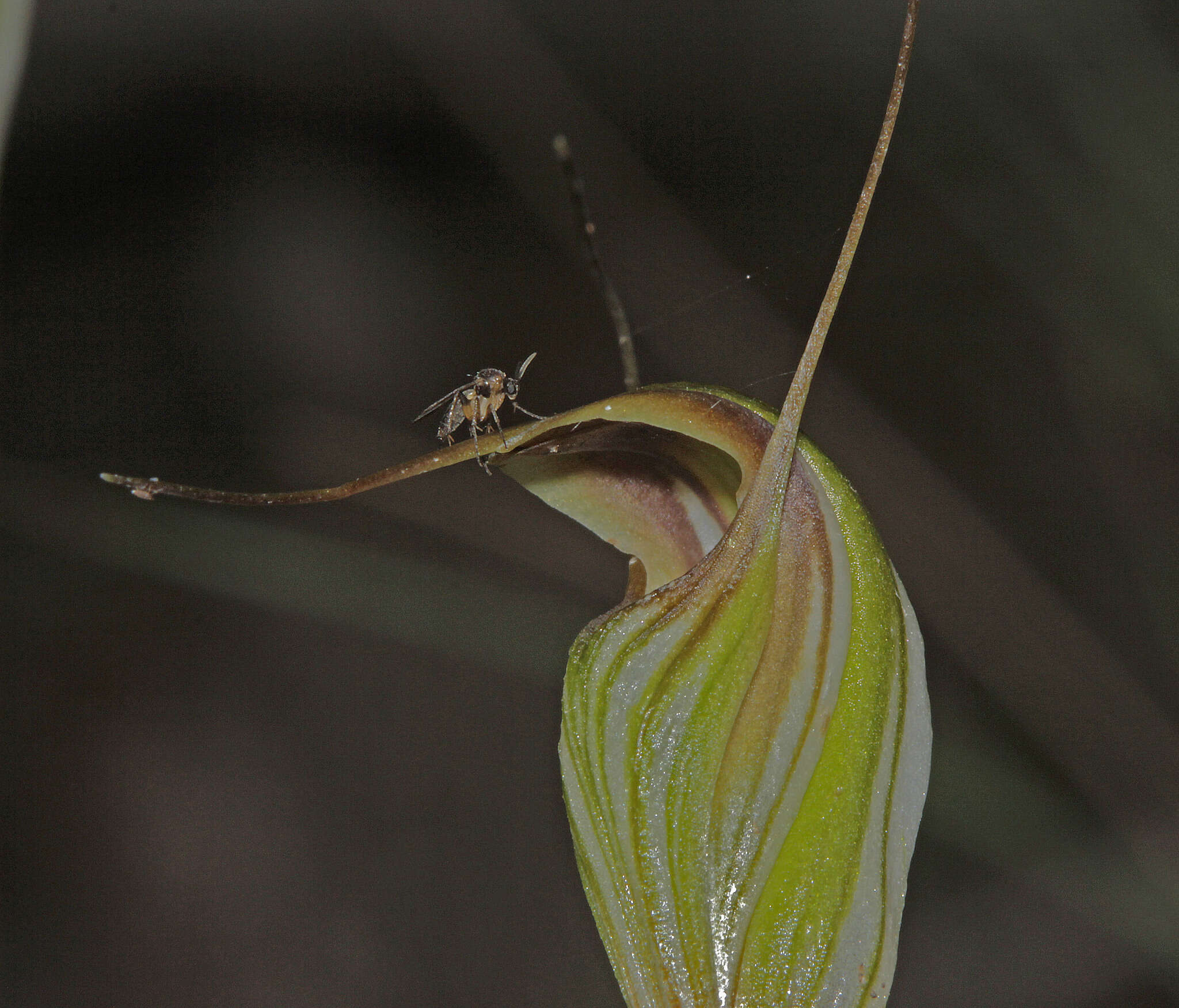 Image of Fisch's greenhood