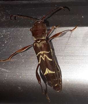 Image of Neoclytus tenuiscriptus Fall 1907