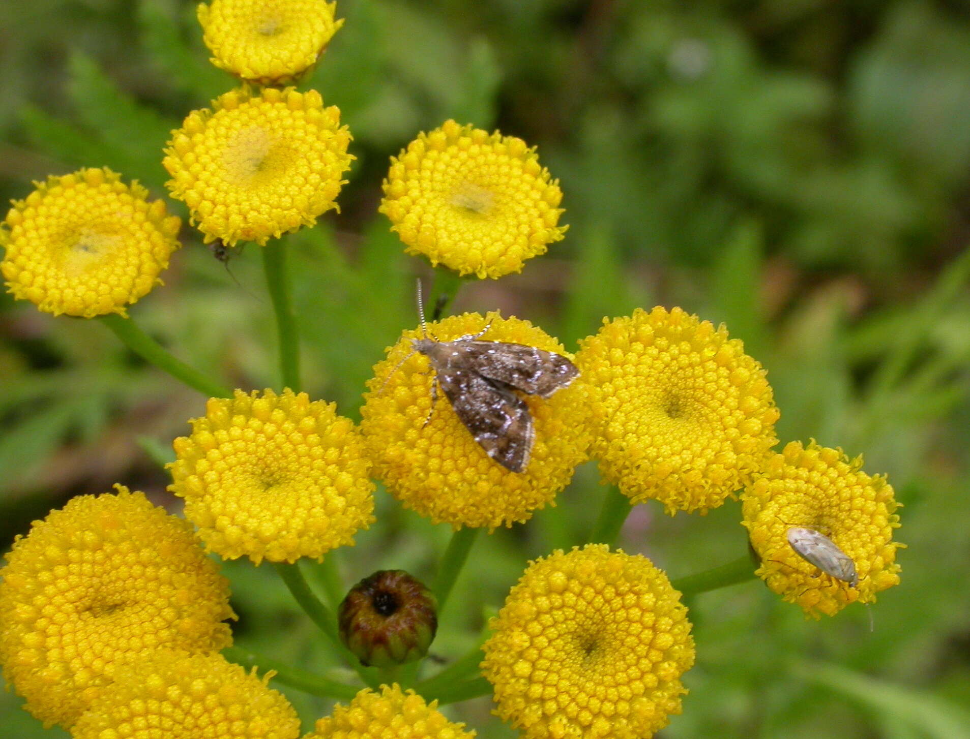 Prochoreutis sehestediana (Fabricius 1777)的圖片