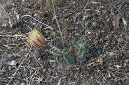 Image de Echinocereus papillosus Linke ex Rümpler