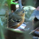 Image of Plain-throated Antwren