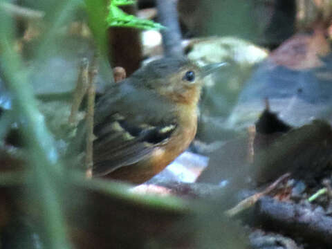 Image of Isleria Bravo, Chesser & Brumfield 2012