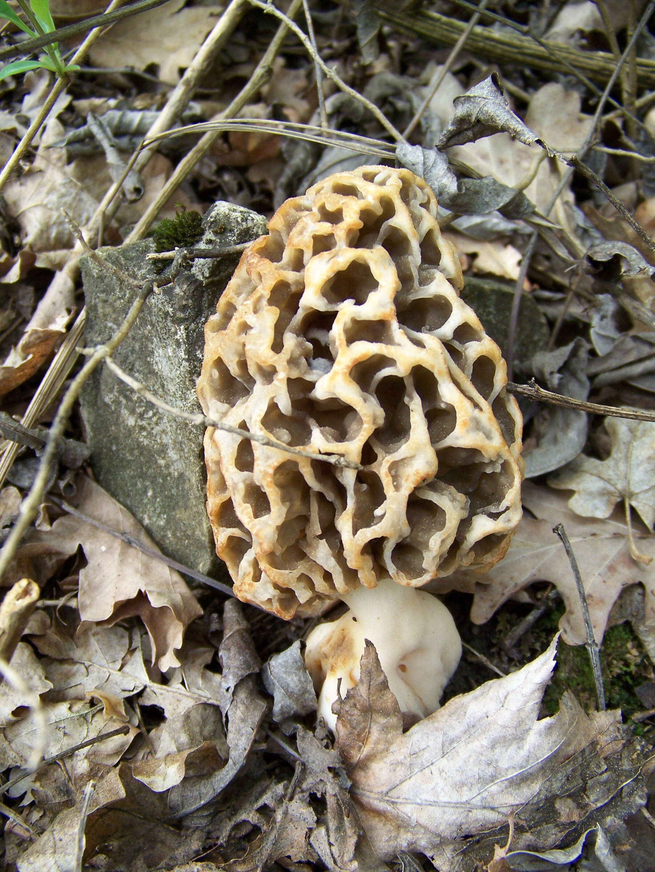 Image of Yellow Morel