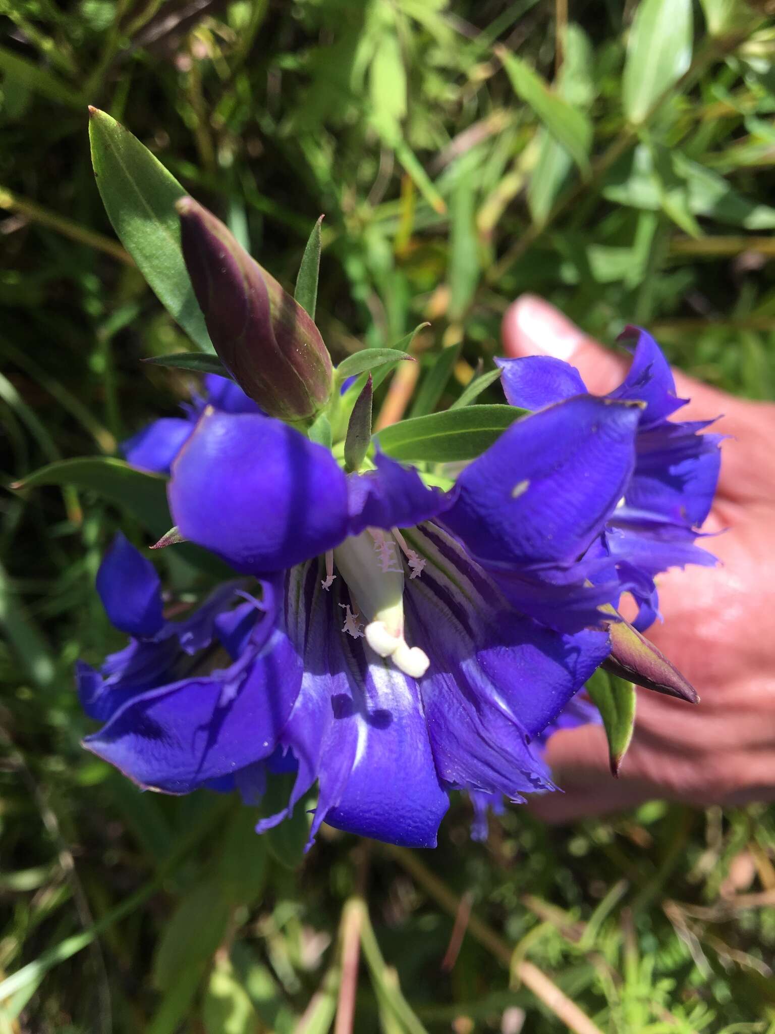 Image de Gentiana puberulenta J. S. Pringle