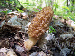 Image of Yellow Morel