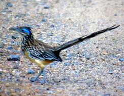 Image of Lesser Roadrunner