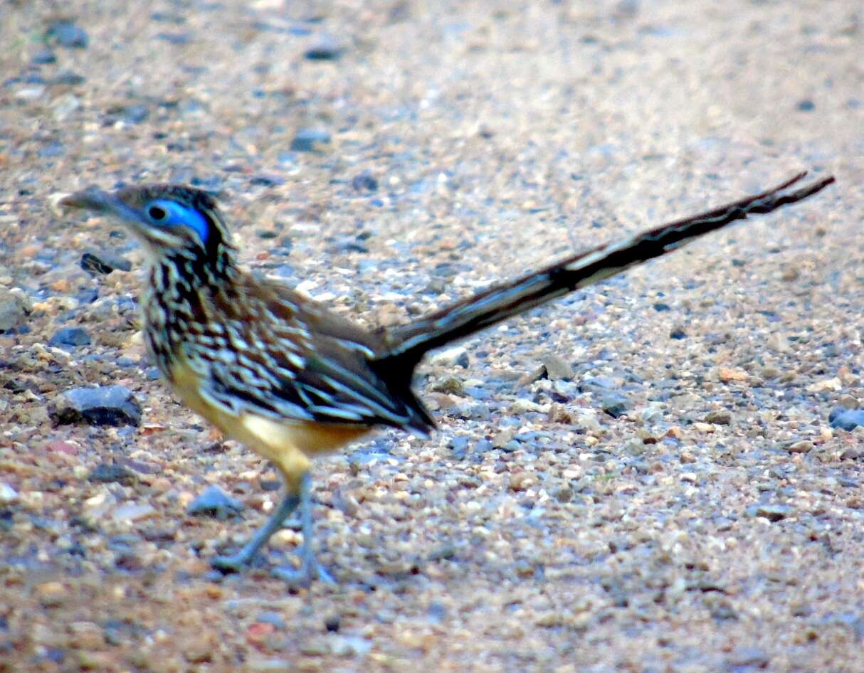 Image of Lesser Roadrunner