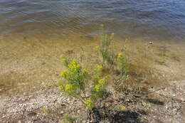 Image of Russian leafy spurge