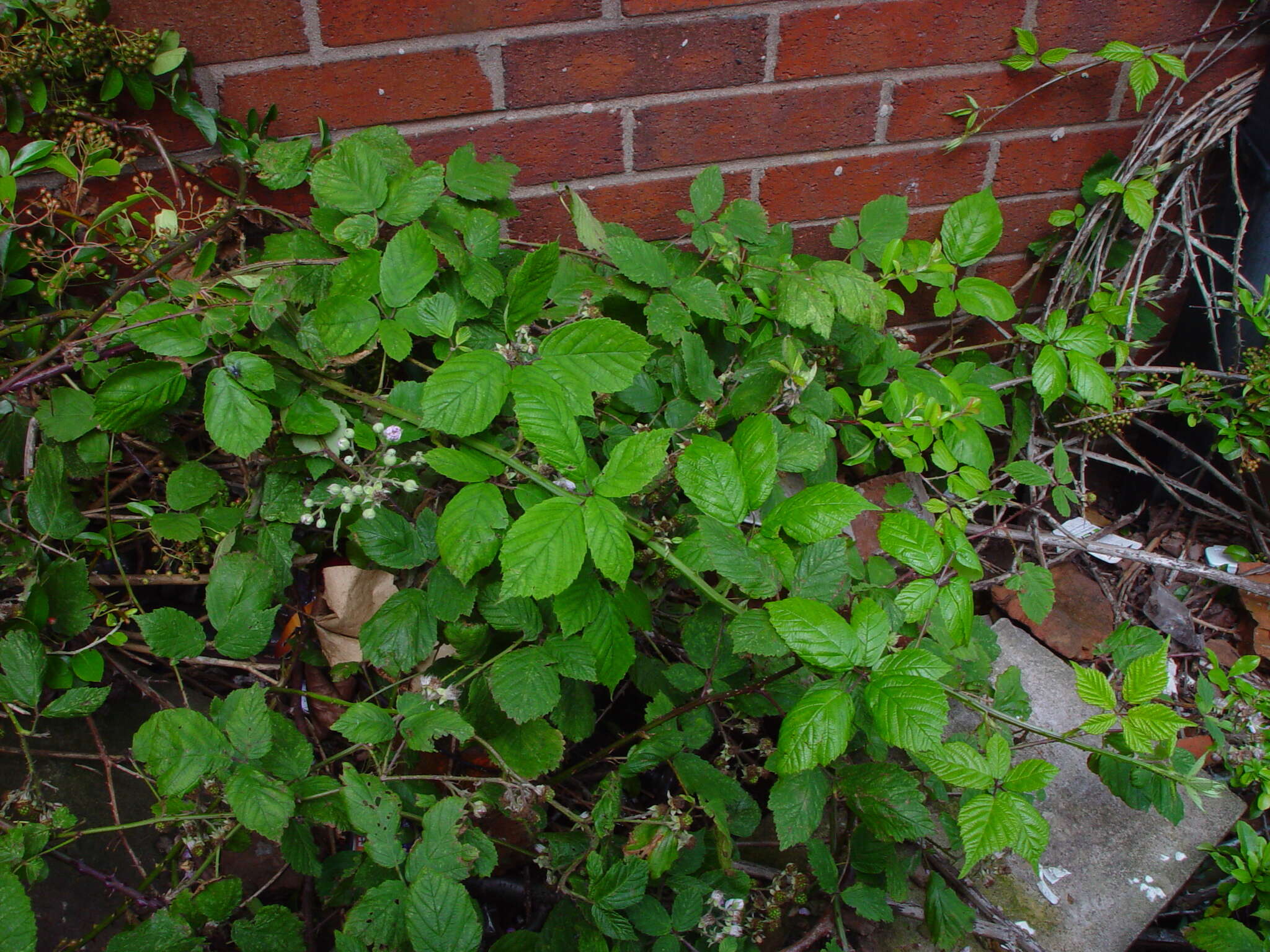 Image of Rubus rubritinctus W. C. R. Watson