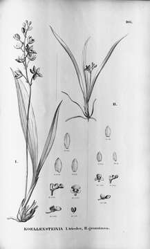 Image of koellensteinia