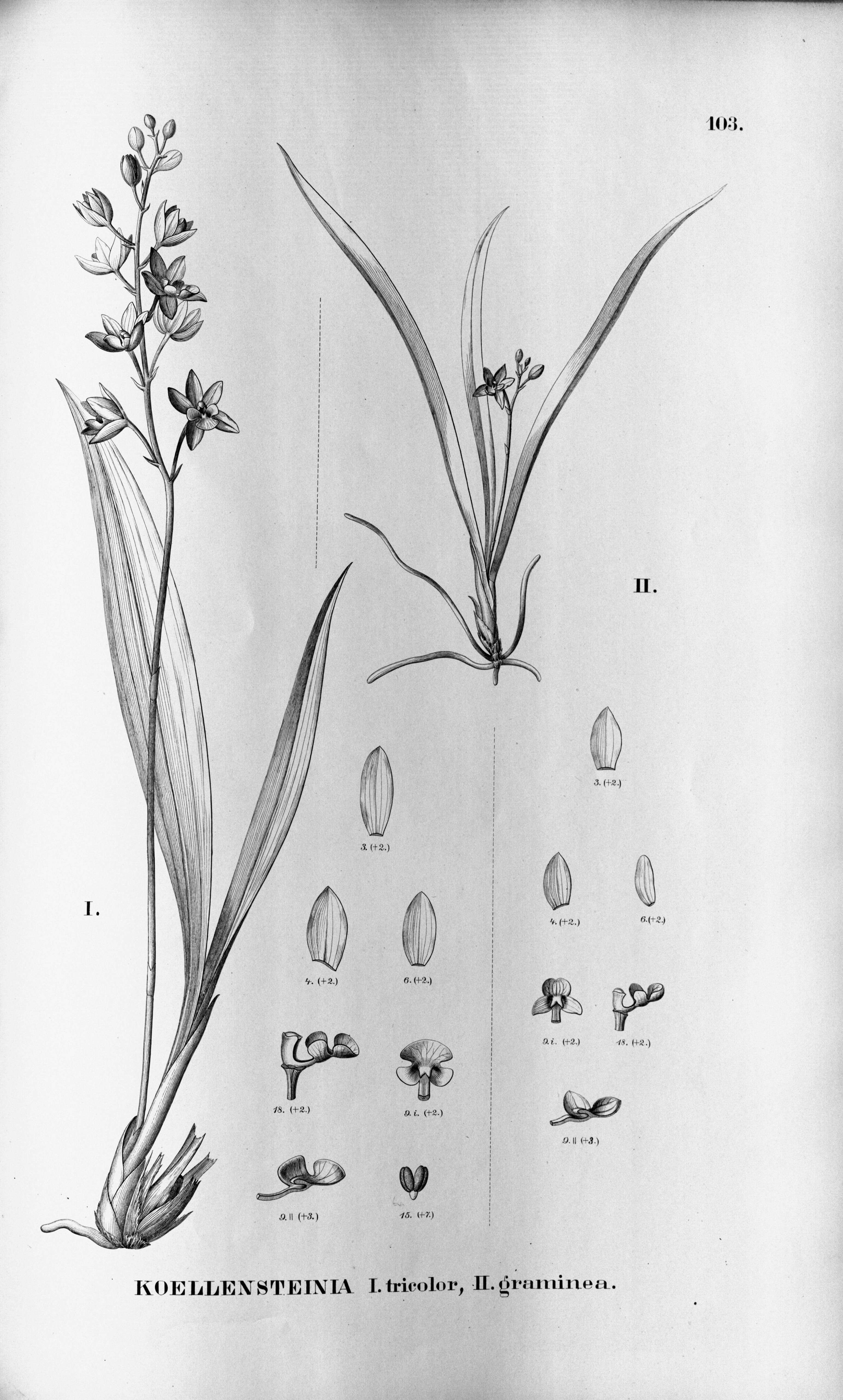 Image of koellensteinia