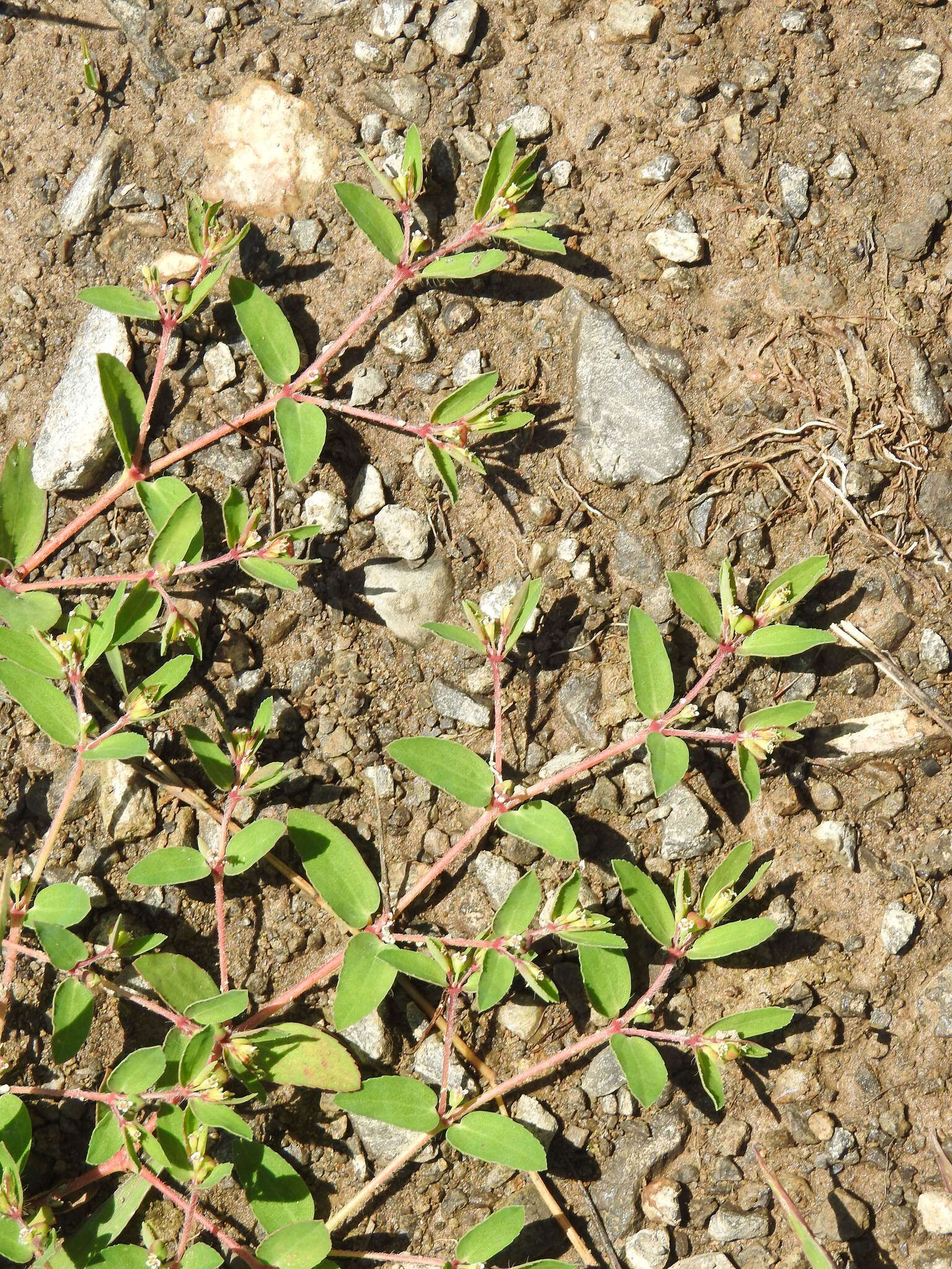 Image of wormseed sandmat