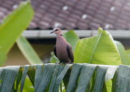 Image of Red-eyed Dove