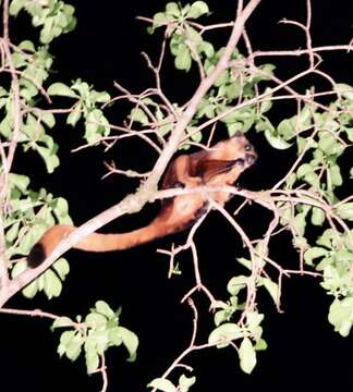 Image of Giant Flying Squirrels