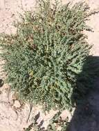 Euphorbia astyla Engelm. ex Boiss. resmi