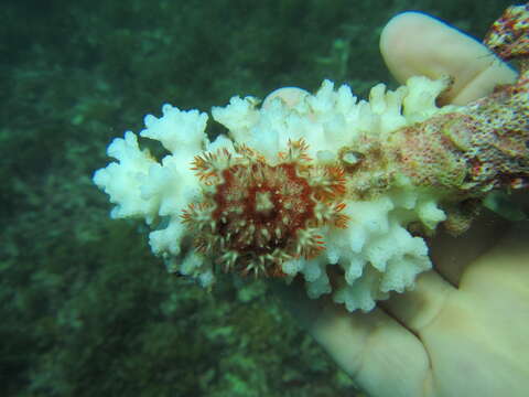 Image of crown of thorns starfish