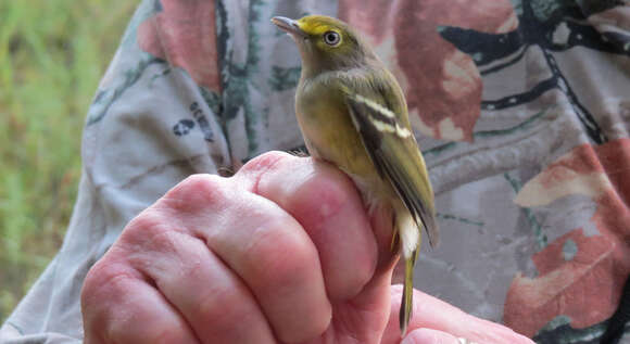 Image of White-eyed Vireo