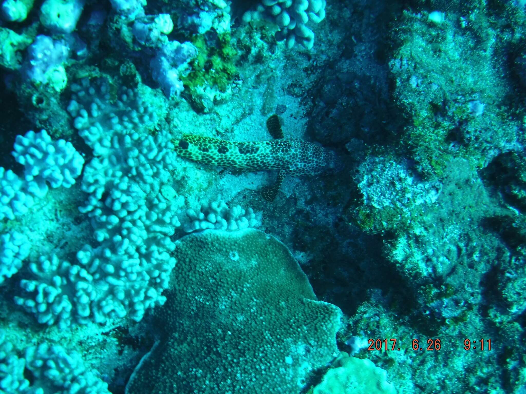 Image of Foursaddle grouper