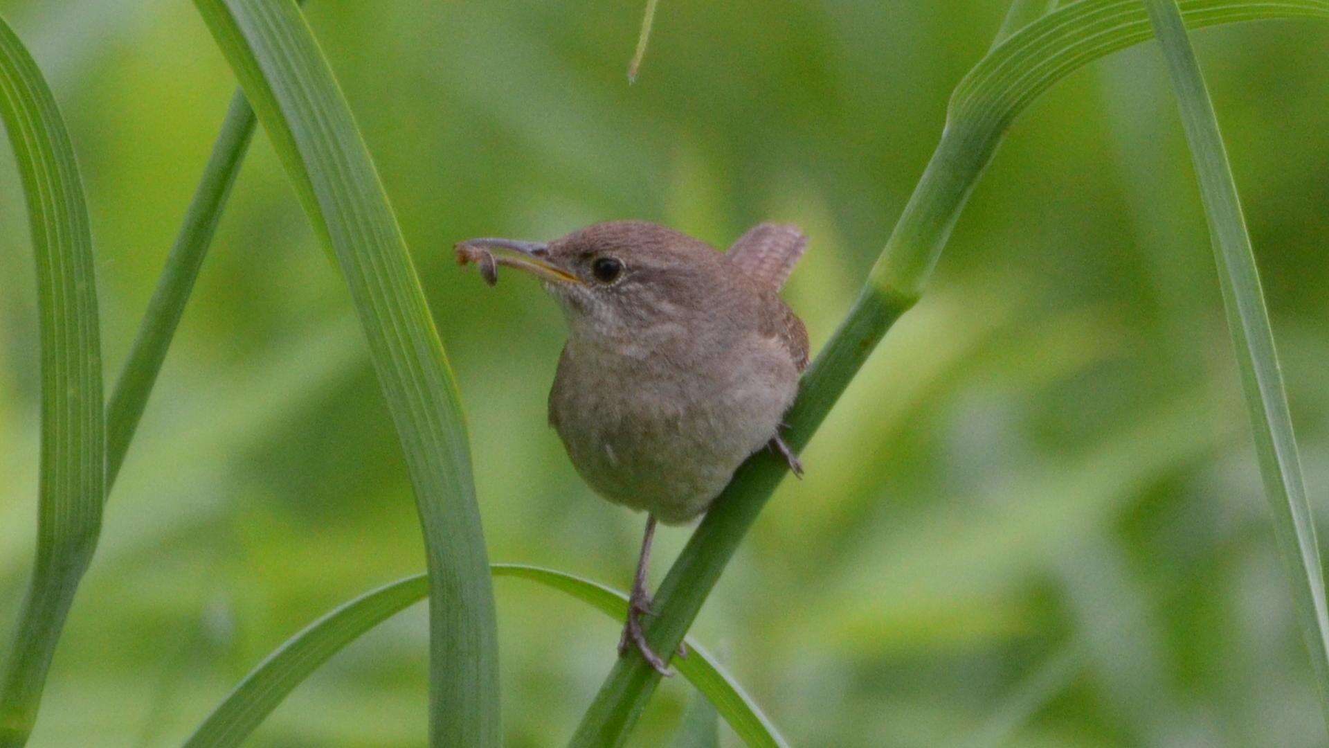 Image of House Wren