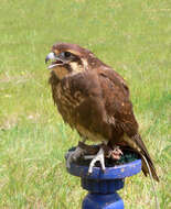 Image of Brown Falcon