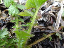 Imagem de Geum macrophyllum var. perincisum (Rydb.) Raup