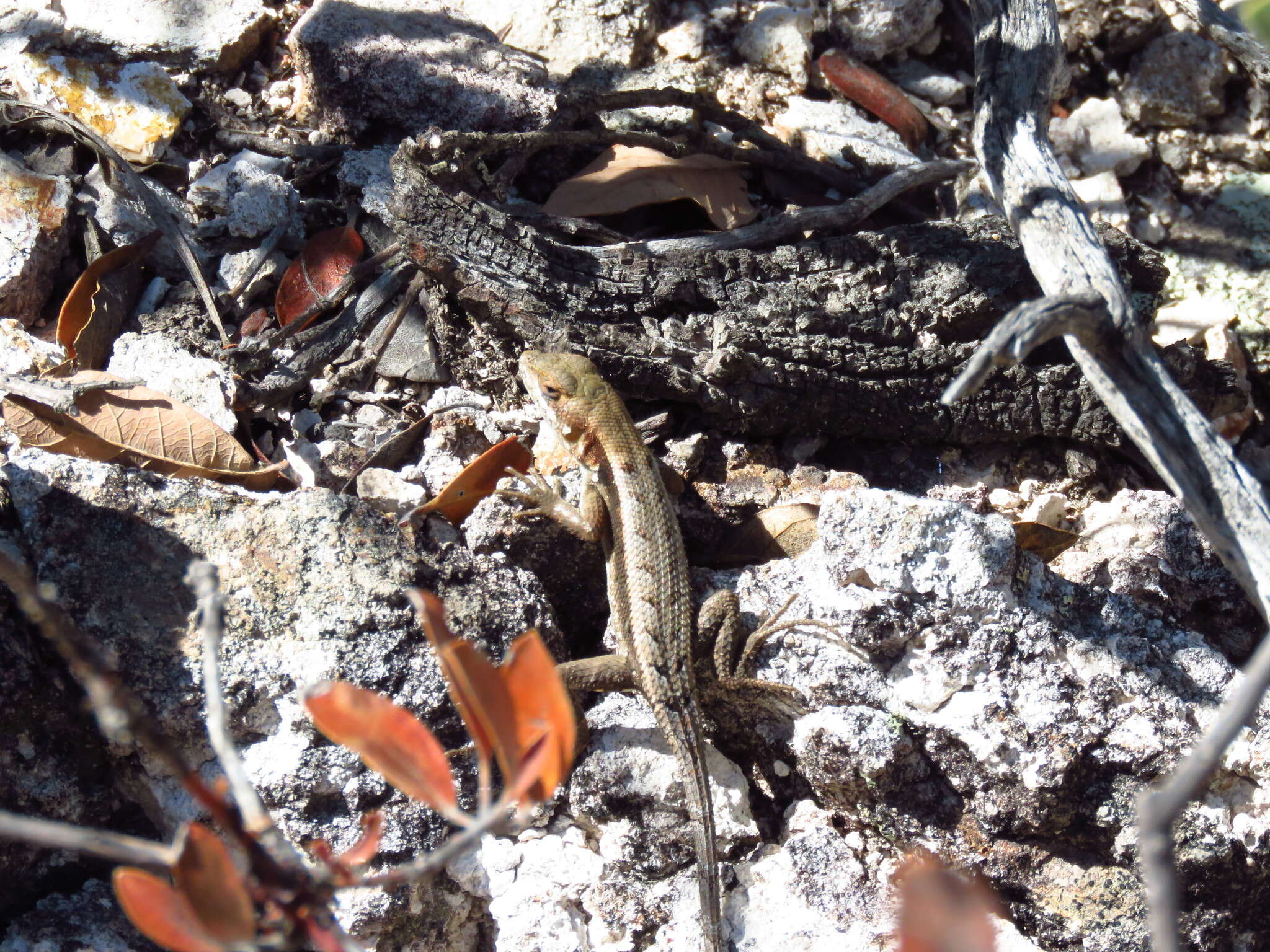 Image of Longtail Spiny Lizard