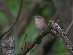 Image of House Wren