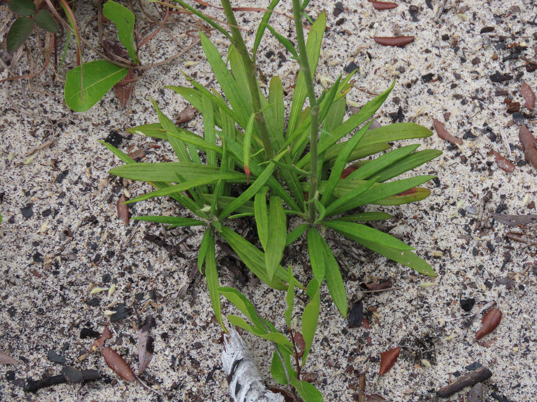 Image of Scrub buckwheat