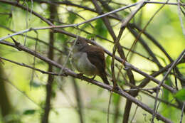 Image of House Wren