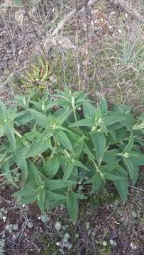 Image of Phlomis herba-venti subsp. pungens (Willd.) Maire ex De Filipps